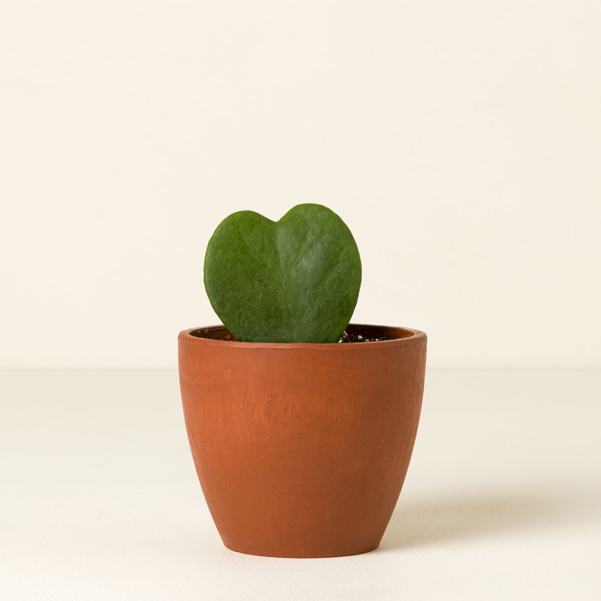 For My Sweetheart Hoya Plant