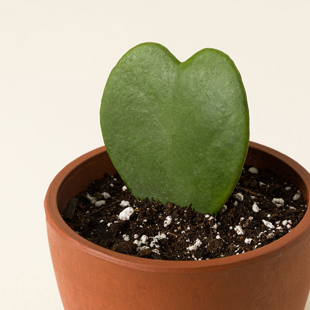 For My Sweetheart Hoya Plant