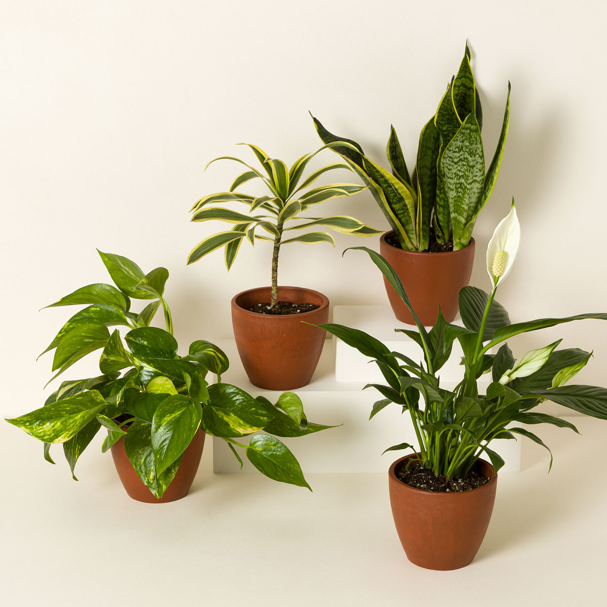 Air Purifying Plant Bundle