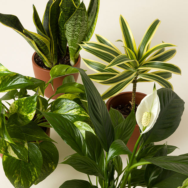 Air Purifying Plant Bundle