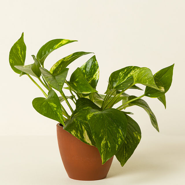 Air Purifying Plant Bundle