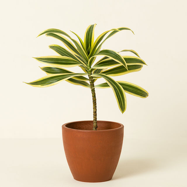 Air Purifying Plant Bundle