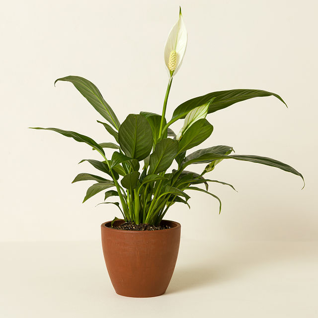 Air Purifying Plant Bundle