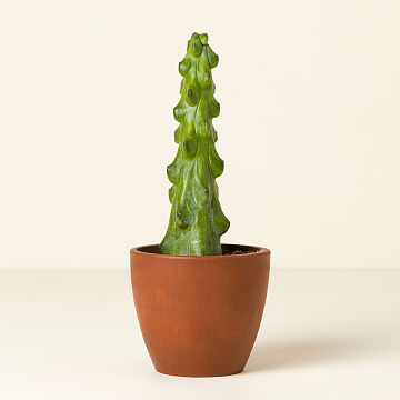 Boobie Cactus Plant