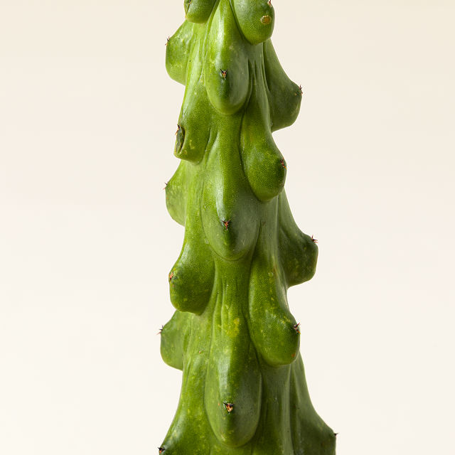Boobie Cactus Plant