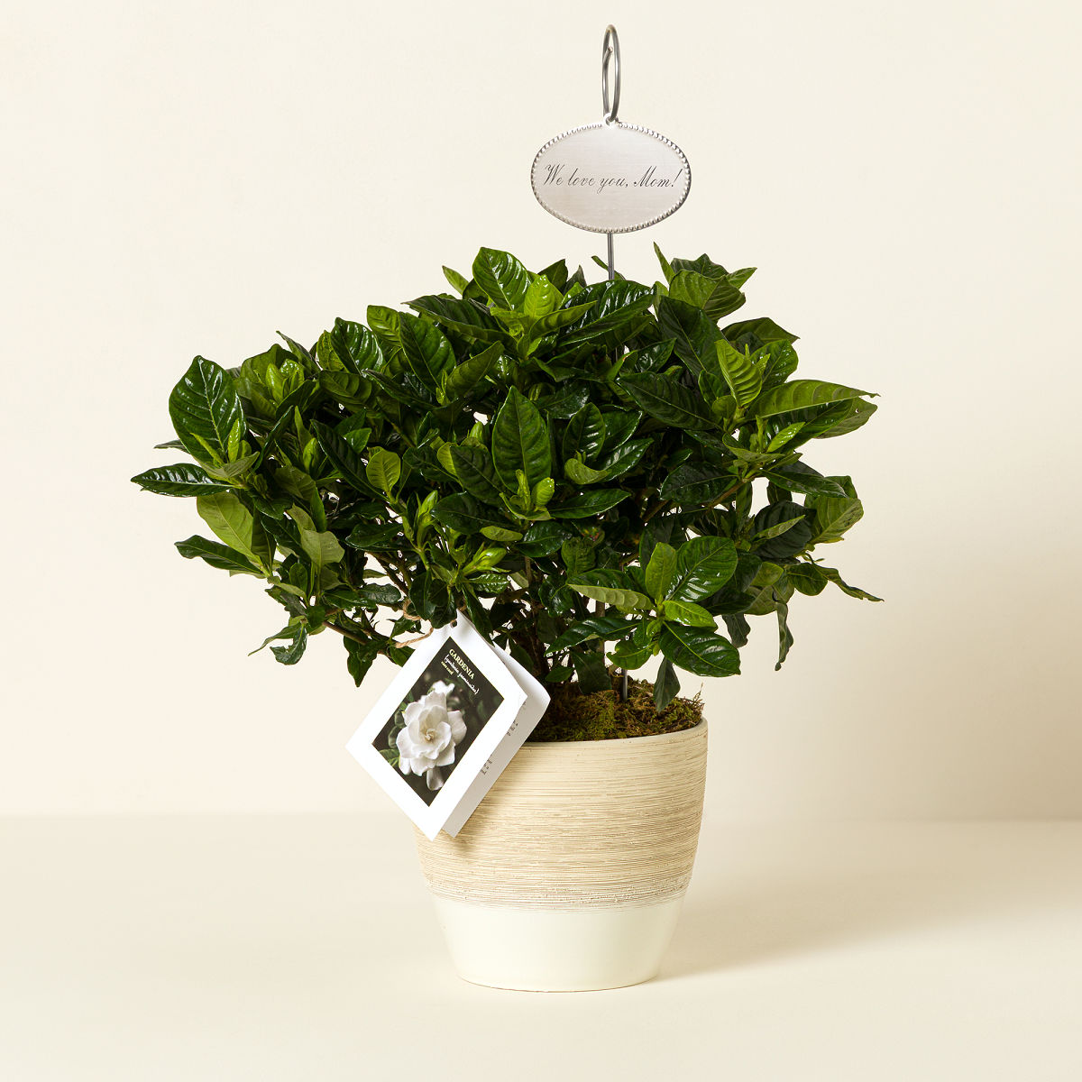 Potted Gardenia - With Personalized Tag