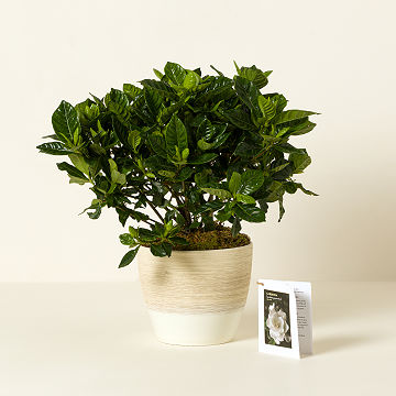 Potted Gardenia