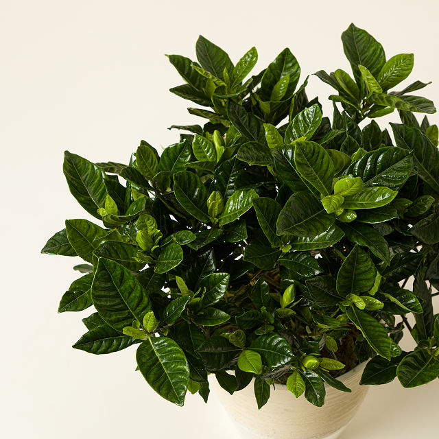 Potted Gardenia