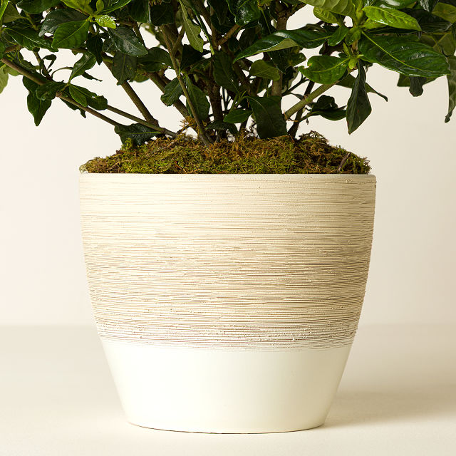 Potted Gardenia