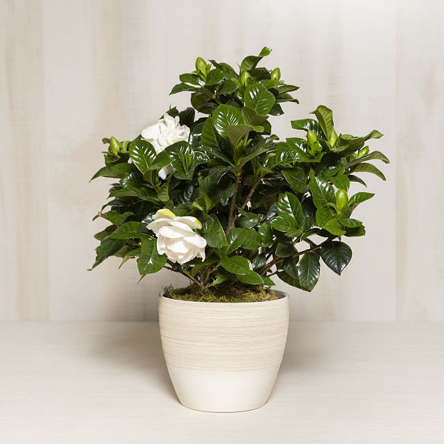 Potted Gardenia