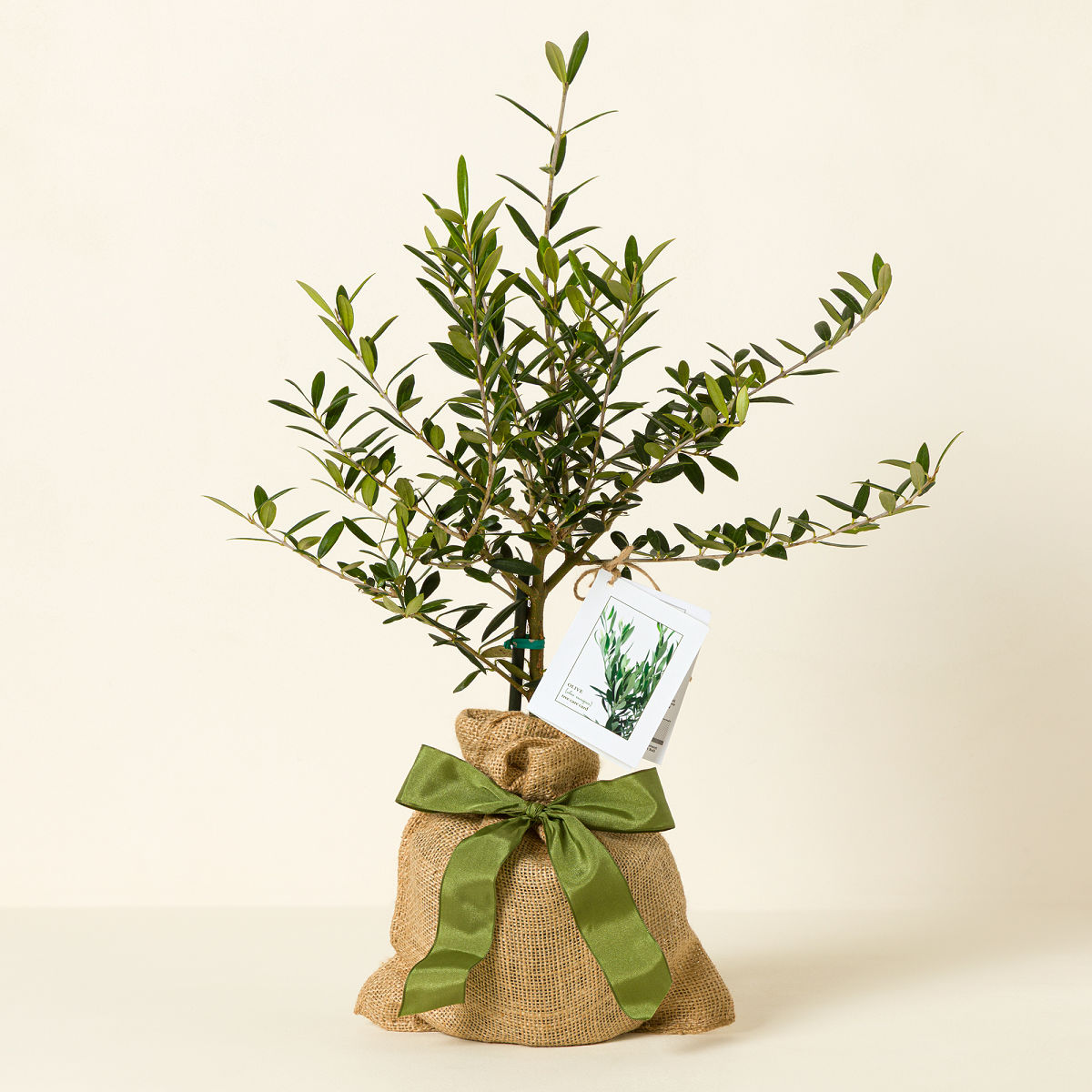 Olive Tree - Olive Tree