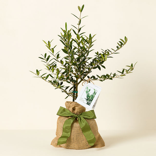 Olive Tree