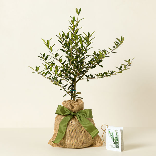 Olive Tree
