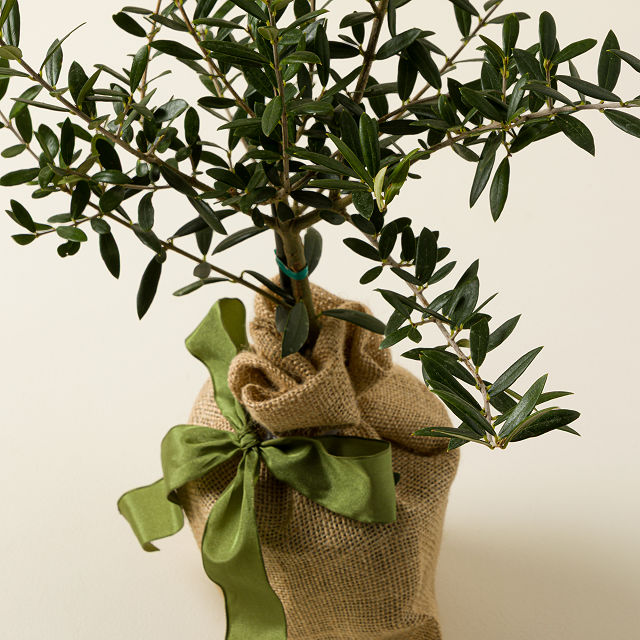 Olive Tree