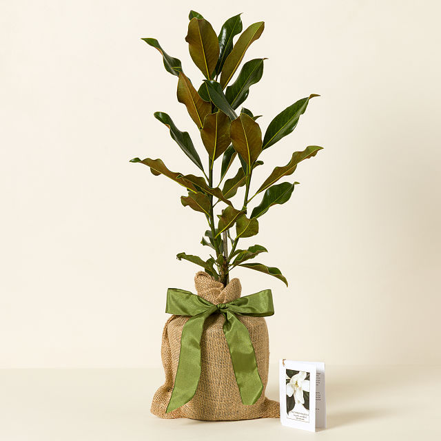 Southern Magnolia Tree