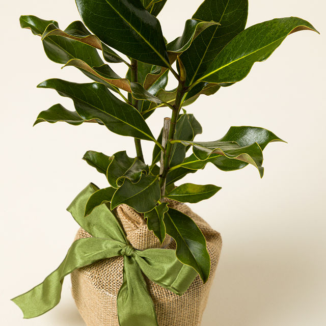 Southern Magnolia Tree