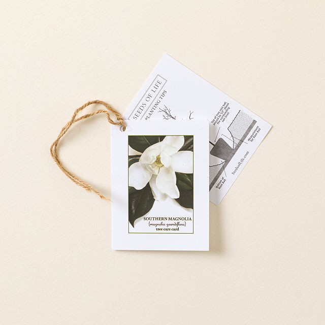 Southern Magnolia Tree