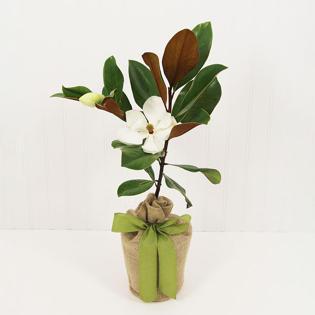 Southern Magnolia Tree