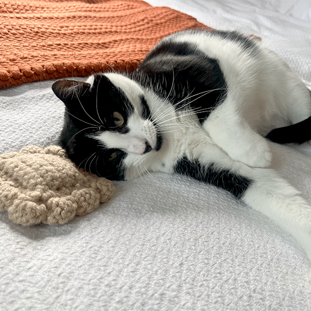 Crochet Your Own Catnip Ravioli Toy