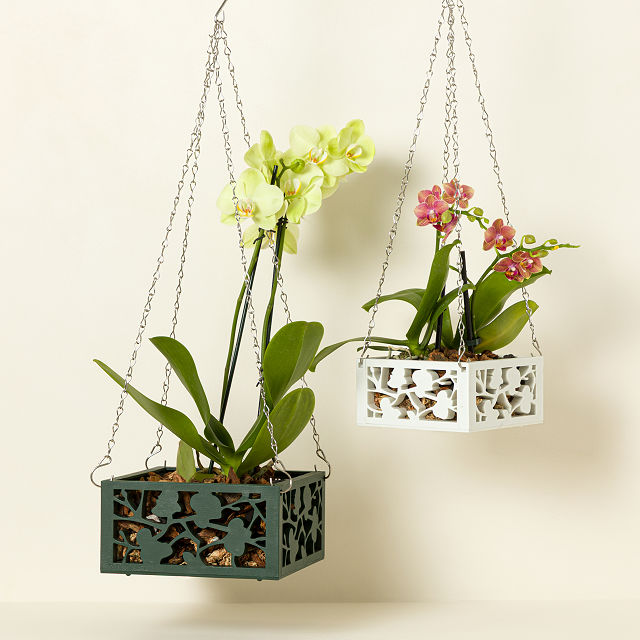 Hanging Orchid Planter