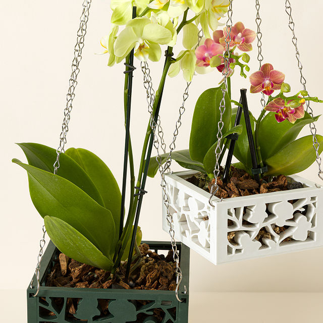 Hanging Orchid Planter