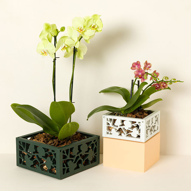 Hanging Orchid Planter