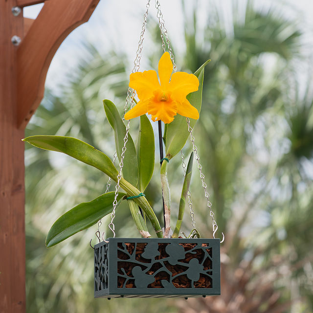 Easy Care Orchid Planter