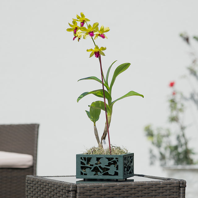Easy Care Orchid Planter