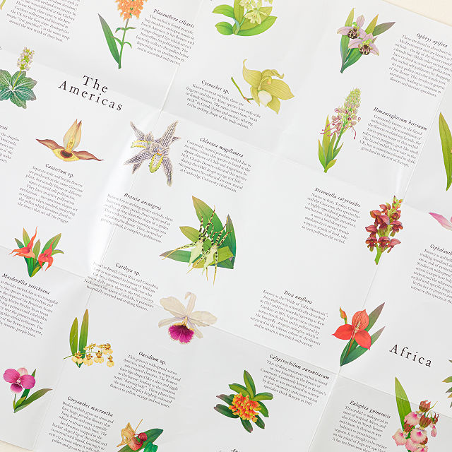Around the World in 50 Orchids Puzzle