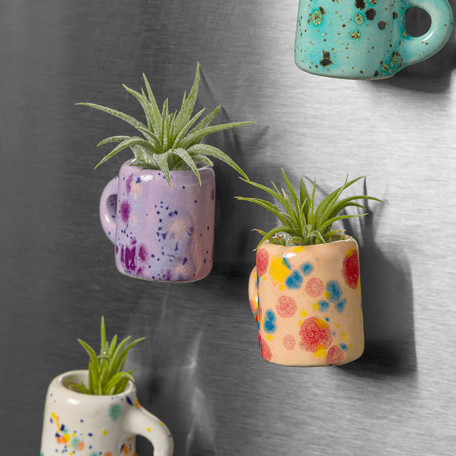 Mini Mug Air Plant Magnets - Set of 4