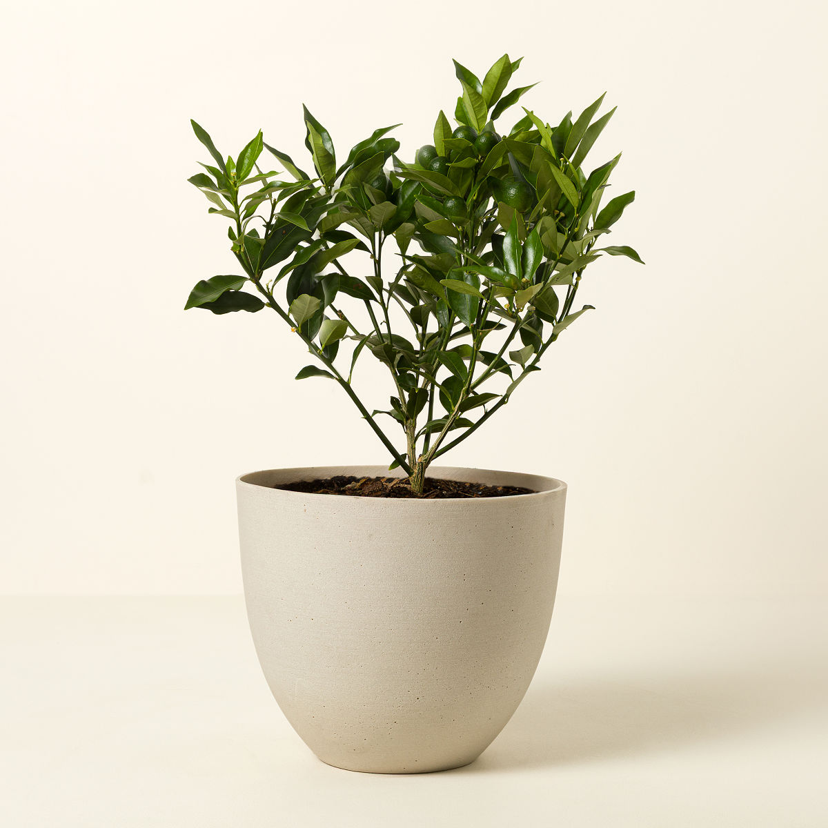Grow Anywhere Kumquat Tree