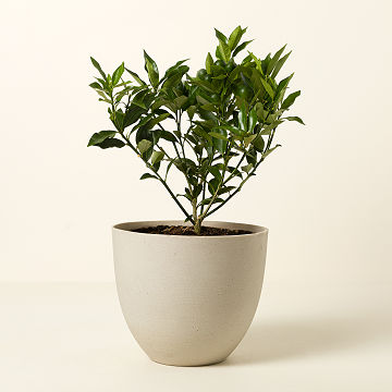Grow Anywhere Kumquat Tree