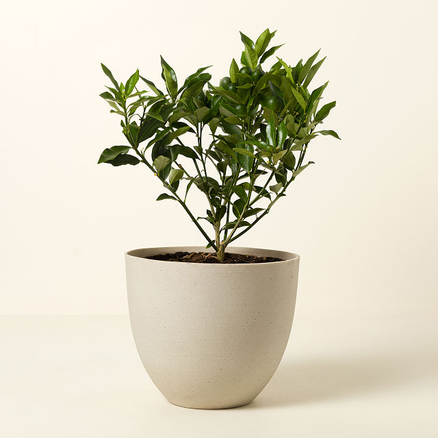 Grow Anywhere Kumquat Tree