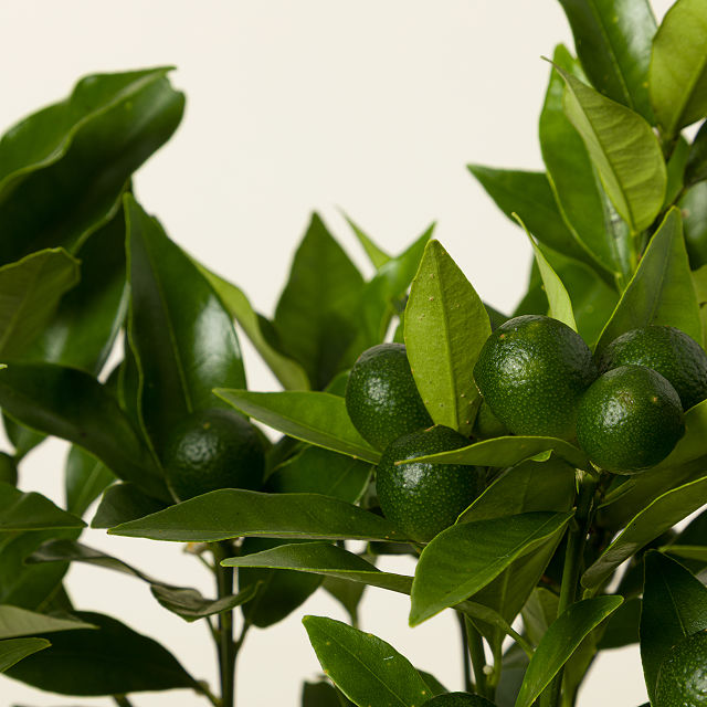 Grow Anywhere Kumquat Tree