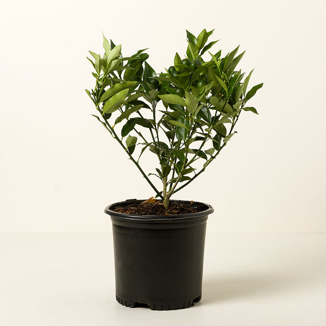 Grow Anywhere Kumquat Tree