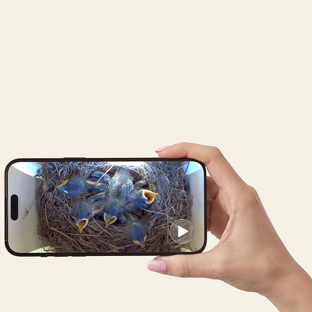 Nest Egg Video Birdhouse